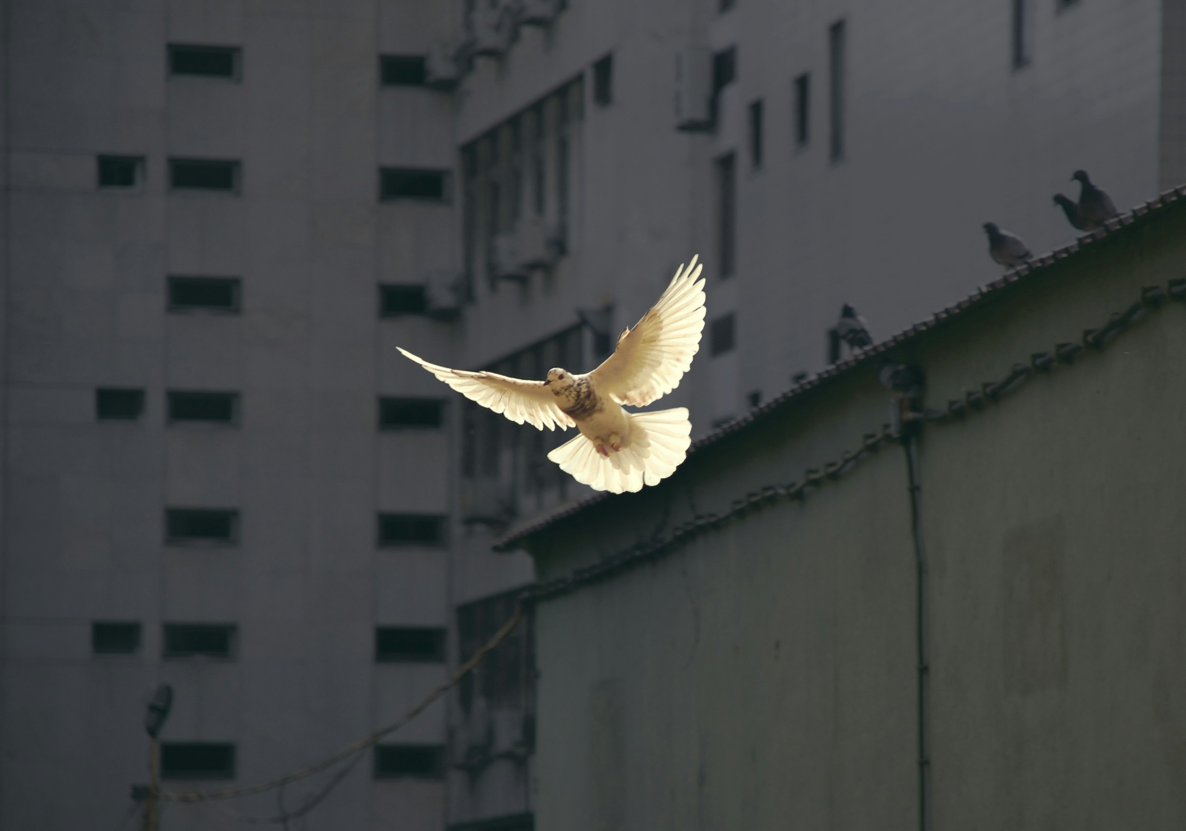 The Peace Album 